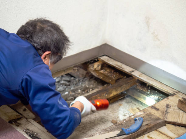 Best Residential Mold Remediation in Glendale, CA