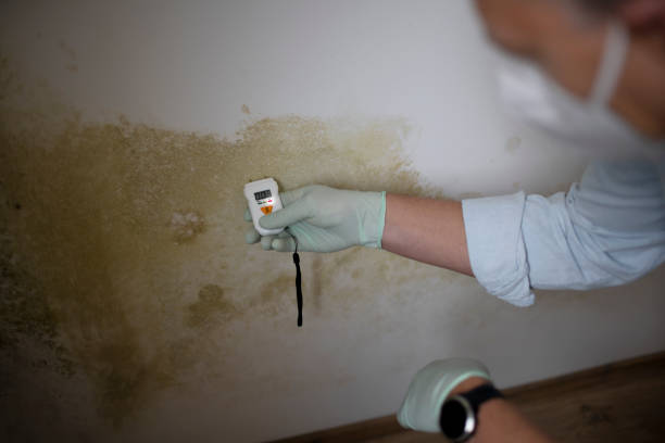 Best Emergency Mold Remediation in Glendale, CA