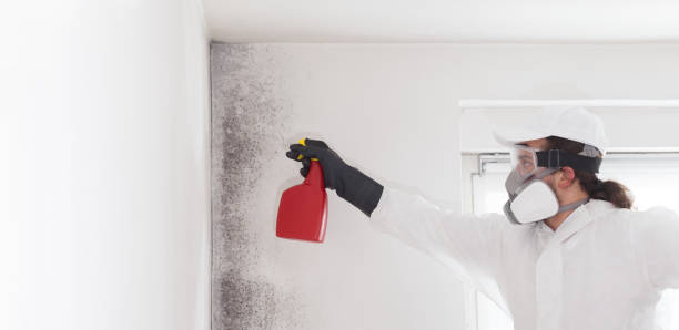 Best Black Mold Remediation in Glendale, CA